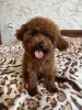 Фото №3. Toy poodle's male.  Украина