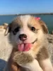 Дополнительные фото: cachorros Corgi