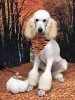 Дополнительные фото: Akc Standard Abricot & Cream Poodles