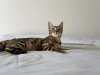 Дополнительные фото: Бенгальская кошка