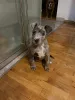 Фото №3. Wunderschöne Pitbull-Welpen suchen einliebevolles neues Zuhause.  Германия