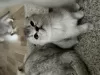 Дополнительные фото: Scottish Straight, Scottish Fold, 2 месяца