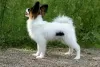 Дополнительные фото: Papillon puppy