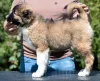 Дополнительные фото: Кавказская овчарка красивые щенки