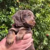 Дополнительные фото: Dachshund щенки на продажу (мужчина и женщина)