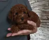 Дополнительные фото: Красные коробки игрушка