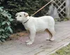 Дополнительные фото: Ищет дом маленькое щенячье сердце