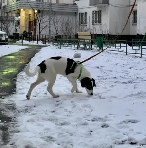 Дополнительные фото: Собака в добрые руки