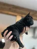 Дополнительные фото: Эксклюзив! Щенки французского бульдога.