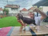Дополнительные фото: Beagle щенки на продажу