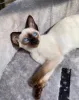 Фото №3. Top Quality Siamese Kittens.... Германия