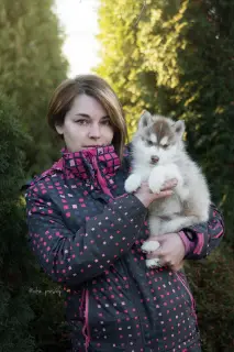 Дополнительные фото: Элитные шоколадные щенки Сибирский Хаски от титулованных производителей