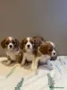 Фото №1. кинг-чарльз-спаниель - купить в Манчестер за 64937₽. Объявление №165708