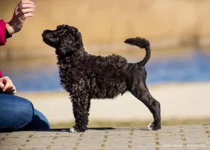 Фото №3. Portuguese water dog puppies.  США