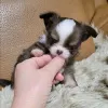Фото №4. Продажа чихуахуа в Хельсинки частное объявление, заводчик - цена 41745₽