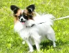 Дополнительные фото: Папийон, Papillon