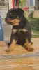 Дополнительные фото: Rottweiler красивые щенки