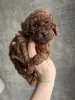 Дополнительные фото: Toy poodle females puppies