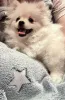 Дополнительные фото: Померанский шпиц девочка