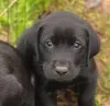 Фото №3. Labrador Retriever Puppies.  Великобритания