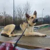 Дополнительные фото: Веста ищет дом!