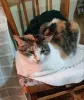 Дополнительные фото: Обратите внимание на нашу милую девочку МУСЮ!