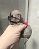 Дополнительные фото: Щенки чихуахуа мини и микро.