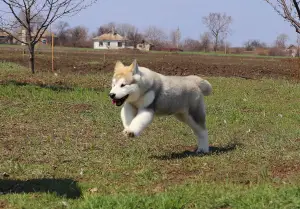 Дополнительные фото: Щенки аляскинского маламута!