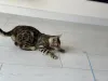 Дополнительные фото: Бенгальская кошка
