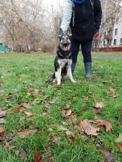 Фото №1. восточноевропейская овчарка - купить в Москве за 20000руб. Объявление №3985