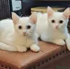 Фото №2 к объявлению №178421 о продаже турецкая ангора - купить в Финляндии частное объявление, заводчик