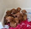Дополнительные фото: Beautiful Hungarian Vizsla Puppies Looking for Their Forever Homes!