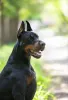 Фото №3. Doberman.  Китай