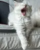Фото №1. рэгдолл - купить в Egilsstaðir за договорная. Объявление №155400