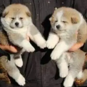 Дополнительные фото: Щенки японской Акита Ину хатико