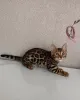 Фото №3. Игривый бенгальский котенок пятнистый мини-леопард готов к приключениям. Швеция