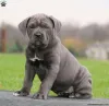 Фото №3. Симпатичные итальянские мастифы/ щенки Cane Corso для продажи.  США