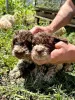 Дополнительные фото: Lagotto Romagnolo, щенок доступен