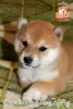 Фото №3. Shiba-inu female Yayaka Nami Senzo No Rei.  Украина