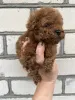 Дополнительные фото: Toy poodle /teacup puppies