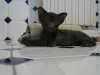 Фото №3. Chatons Havana Brown доступны на заказ.. Бельгия
