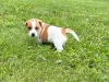 Фото №2 к объявлению №160305 о продаже джек-рассел-терьера - купить в Финляндии частное объявление