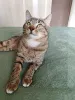 Фото №3. Полосатый молодой котик Кузя ищет дом. Россия