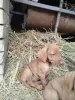 Дополнительные фото: Короткая венгерская собака, щенки