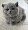 Фото №2 к объявлению №175590 о продаже британская короткошёрстная - купить в Греции заводчик