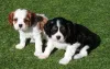 Фото №1. кинг-чарльз-спаниель - купить в Любляна за договорная. Объявление №162235