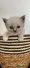 Дополнительные фото: New Ragdoll kittens for adoption