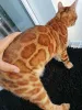 Дополнительные фото: Бенгальский кот Aykamam Amur для разведения