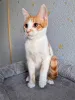 Дополнительные фото: Тоша, маленький персиковый котенок, который ждёт своего человека