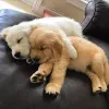Фото №3. Outstanding Golden Retriever puppies..whatsapp me at 44 7453 907158.  Австрия